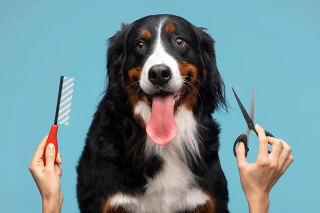 grooming estetica canina y felina peluqueria canina en puebla