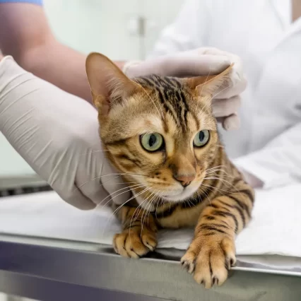 veterinaria-cerca-de-mi-puebla-desparacitacion-vacunas-de-rabia