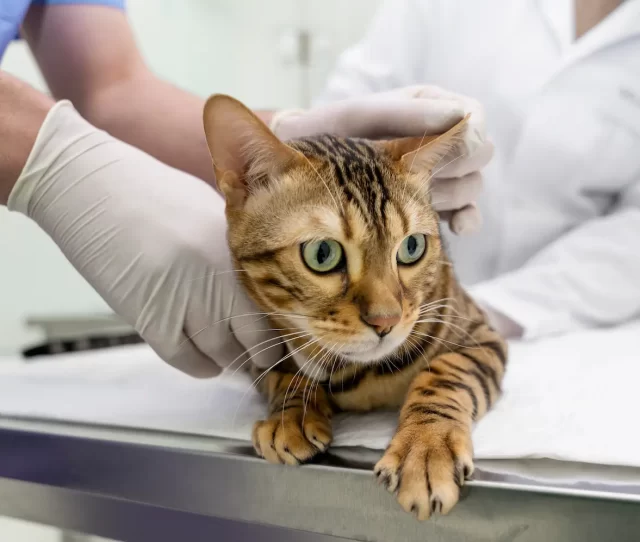 veterinaria-cerca-de-mi-puebla-desparacitacion-vacunas-de-rabia